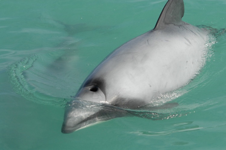 are dolphins endangered