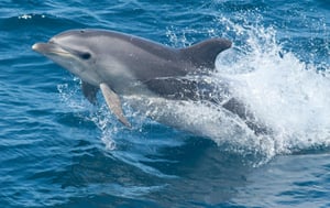 Bottlenose Dolphin Species