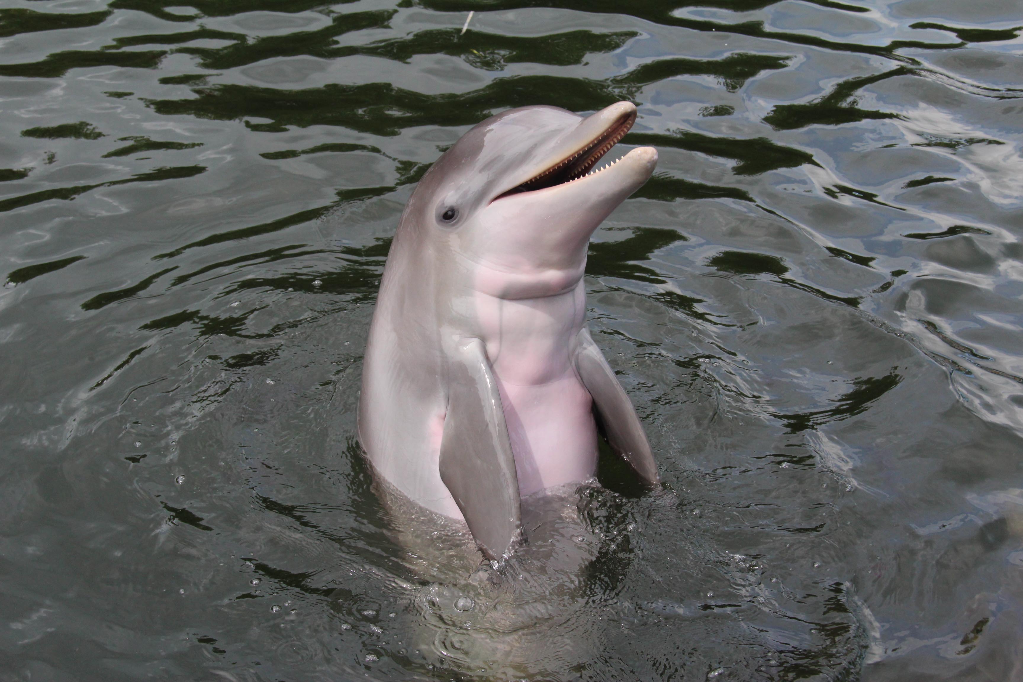 Dolphin Facts Everything You Need To Know Dolphin Facts Everything You Need To Know