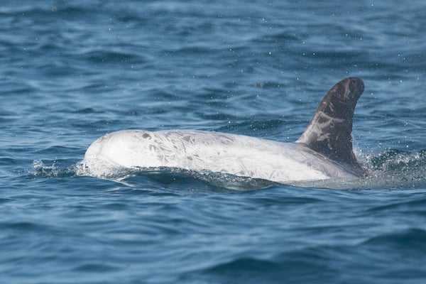 Risso's Dolphin Species