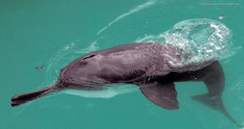 The curious reasons why dolphins play