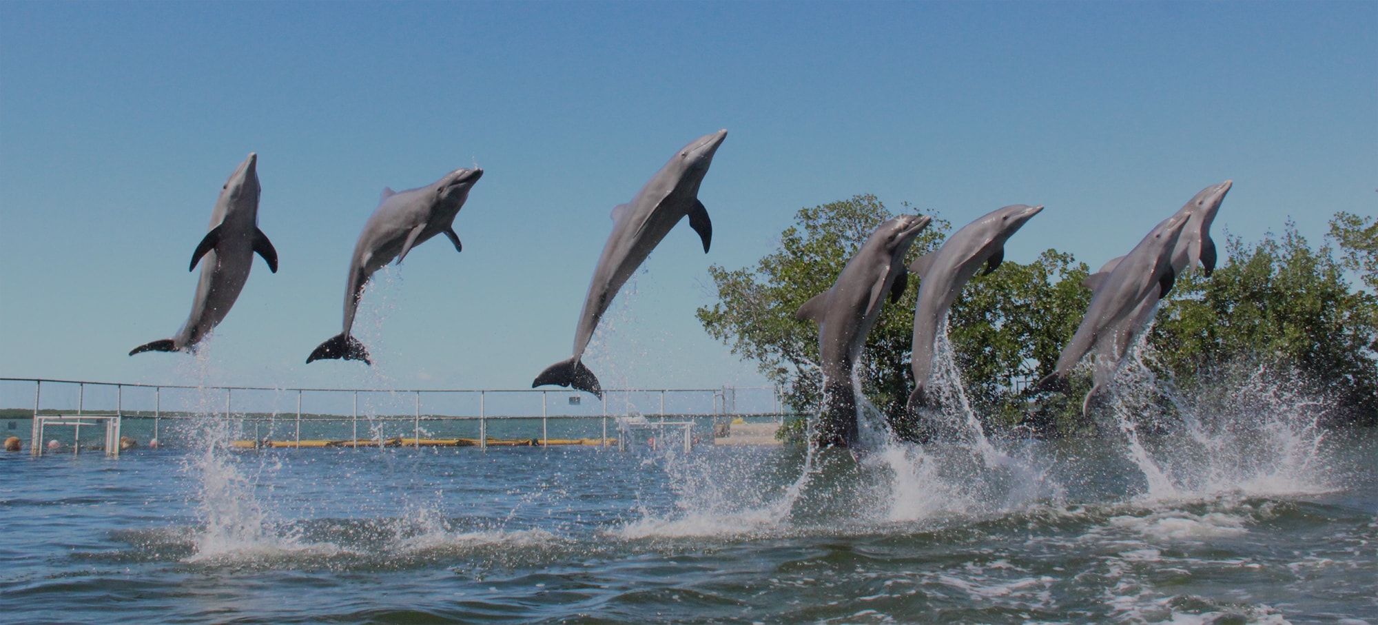 Seven dolphins jumping out of the water