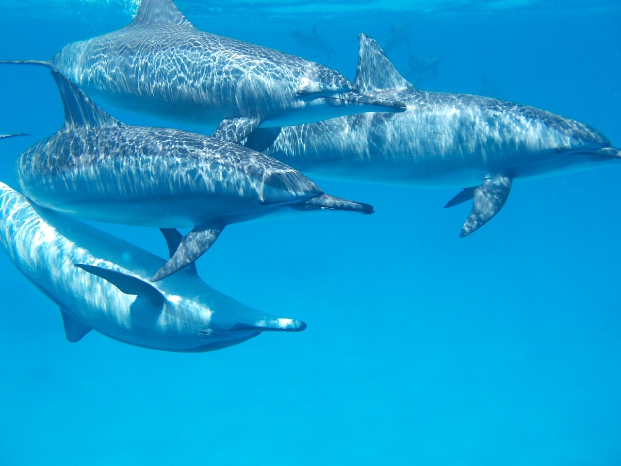 Dolphins swimming underwtaer