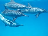 Cómo se aparean los delfines