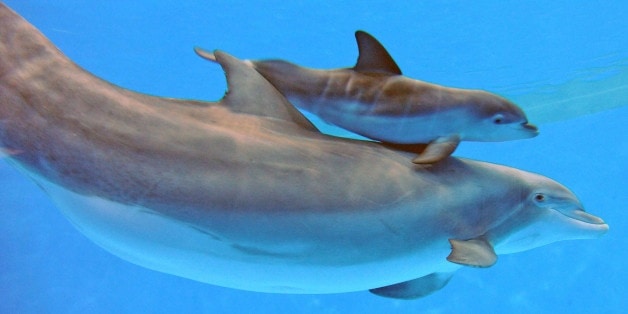 Bottlenose Dolphin Calves
