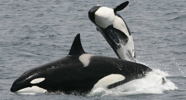 killer whale dolphin species