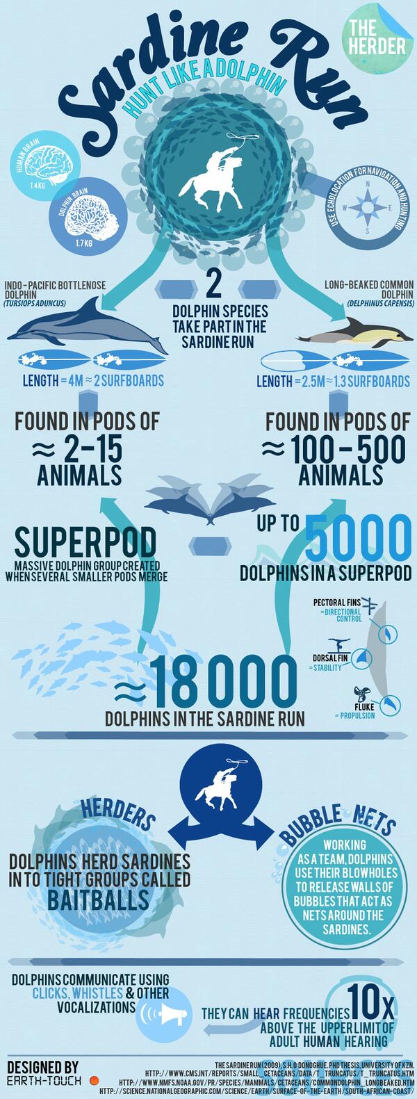 sardine-run-the-multitalented-dolphin_infographic