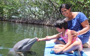 Meet A Dolphin