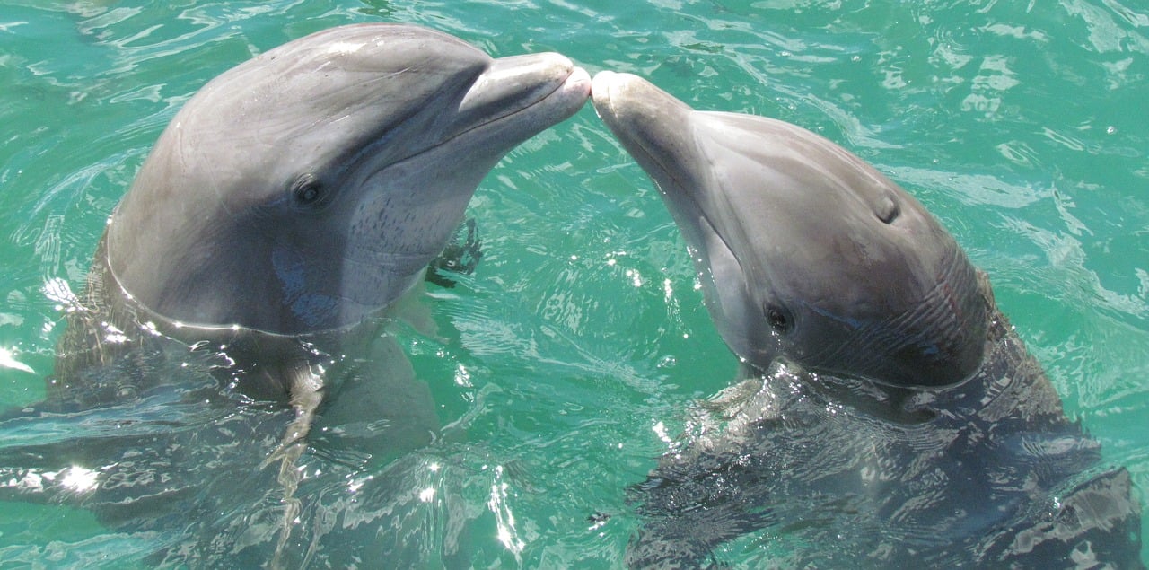 dolphins mating with people