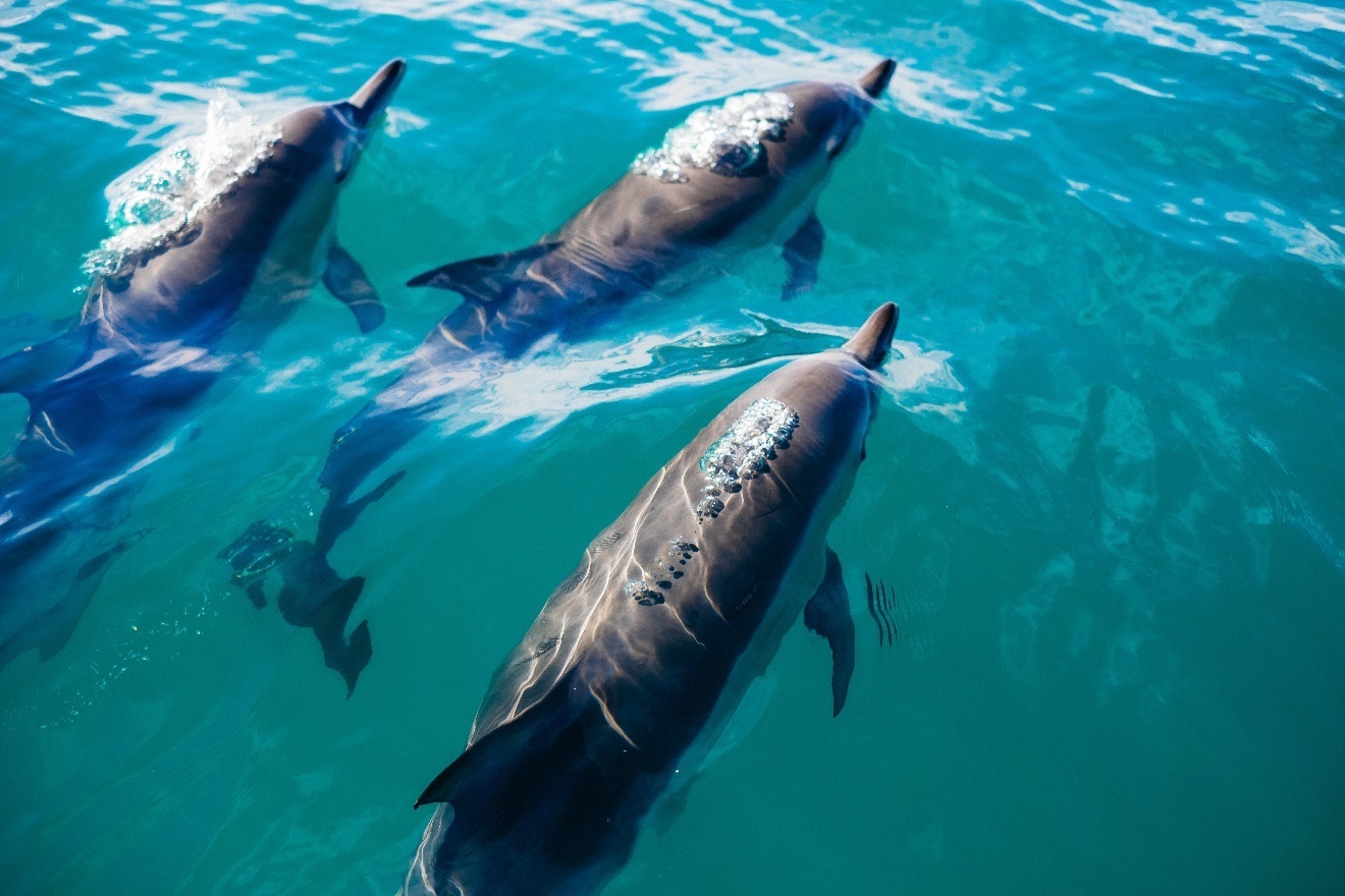 How Do Dolphins Communicate? These Facts Will Blow Your Mind